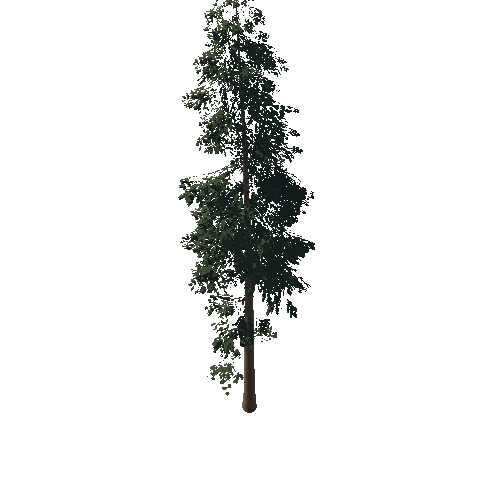 pine-tree2c_LOD0