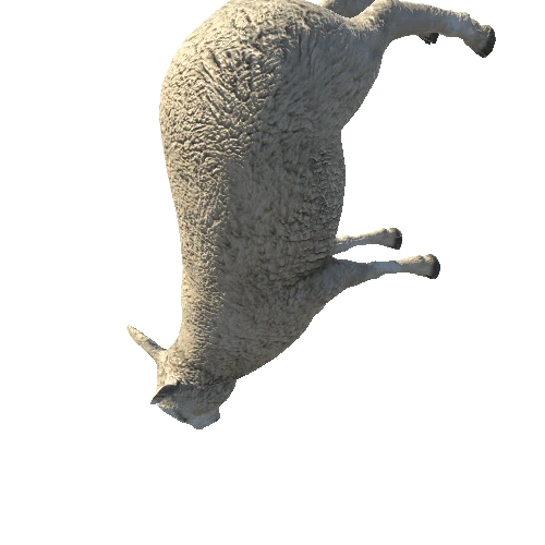 Sheep