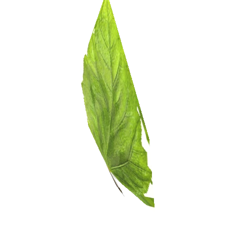 leaf02_1