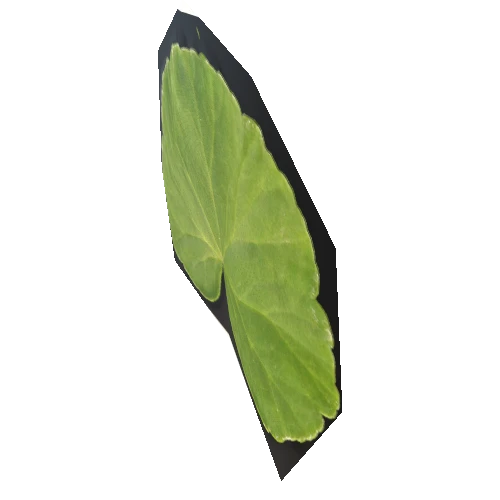 leaf13_1