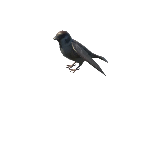 sparrow_anim_fbx_Prefab