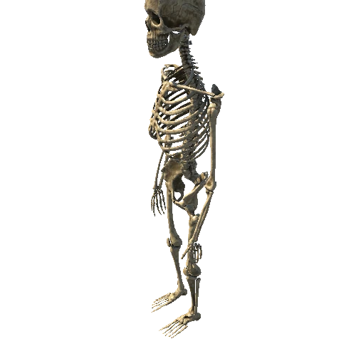 Skeleton_Base_LOD0