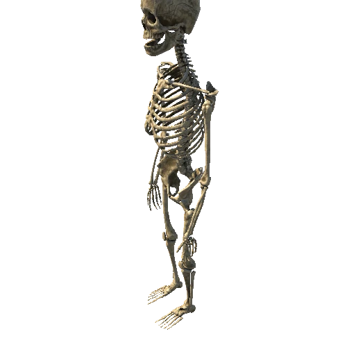 Skeleton_Base_LOD1
