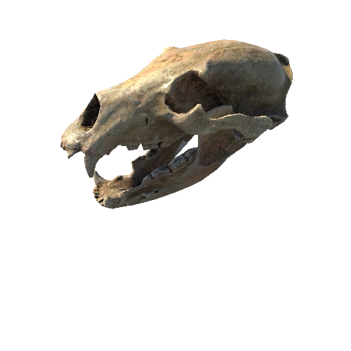 BK_AnimalBones_BearSkull