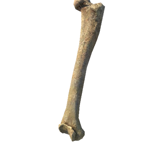 BK_AnimalBones_Hip