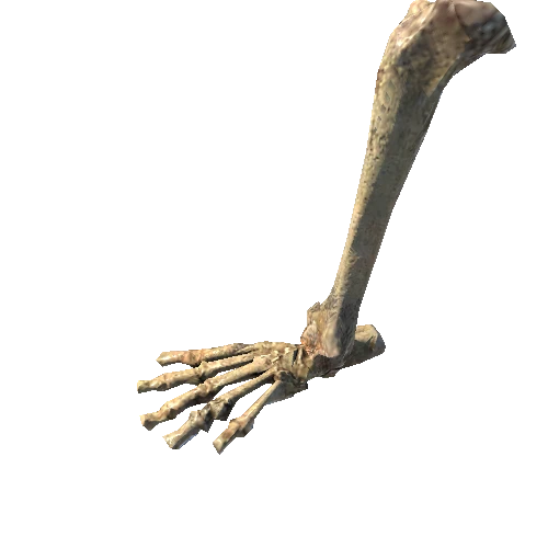 BK_AnimalBones_Leg