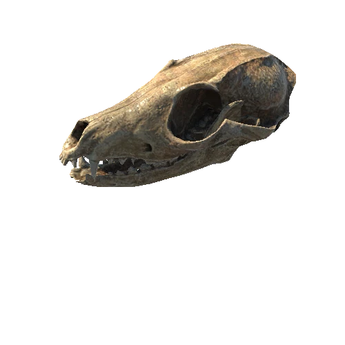 BK_AnimalBones_Skull