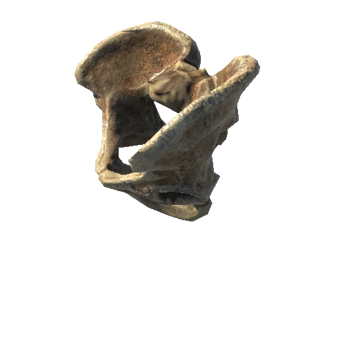 BK_Skeleton_Pelvis_1