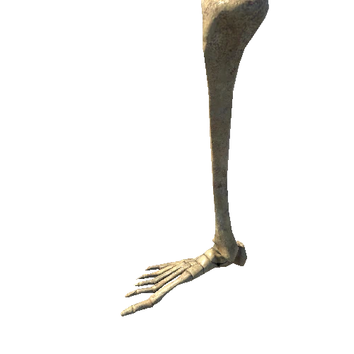 BK_Skeleton_RightLeg