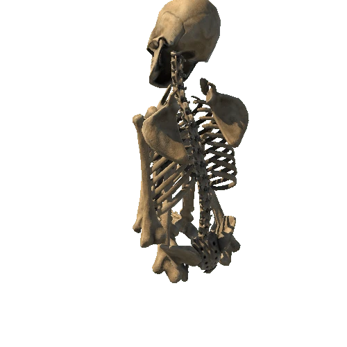 Skeleton3