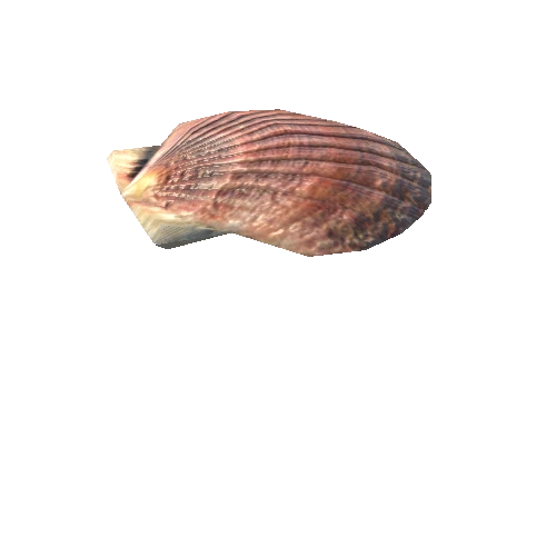 SeaShell-01_LOD0_FattooCreater