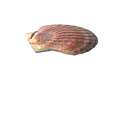 SeaShell-01_LOD2_FattooCreater