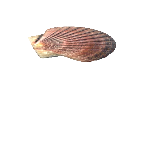 SeaShell-01_LOD3_FattooCreater