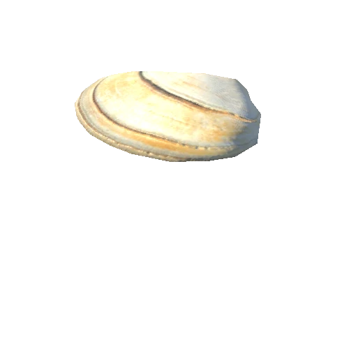 SeaShell-02_LOD0_FattooCreater