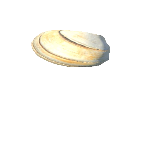 SeaShell-02_LOD1_FattooCreater