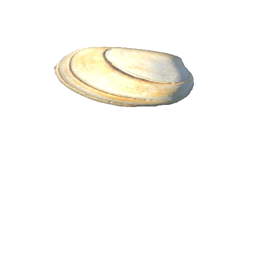 SeaShell-02_LOD3_FattooCreater