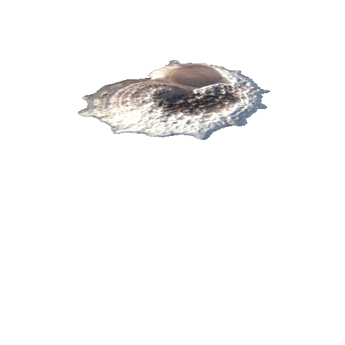 SeaShell-05_LOD3_FattooCreater