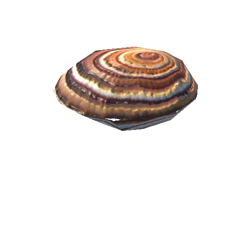 SeaShell-11_LOD1_FattooCreater