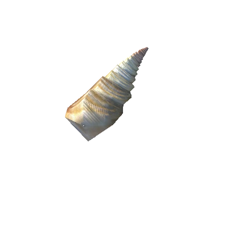 SeaShell-12_LOD1_FattooCreater