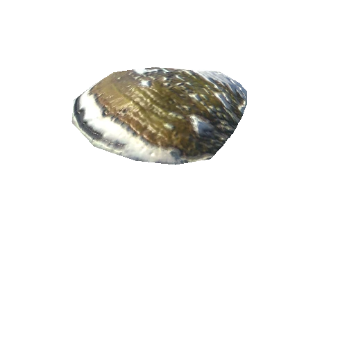 SeaShell-14_LOD0_FattooCreater