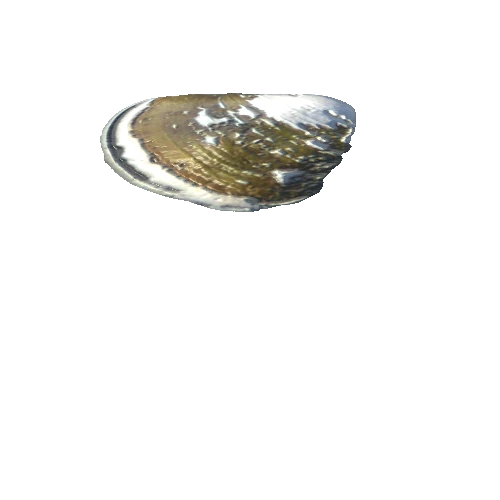 SeaShell-14_LOD3_FattooCreater