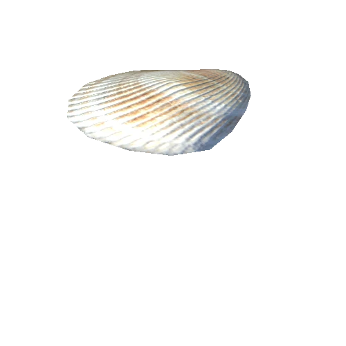 SeaShell-15_LOD1_FattooCreater