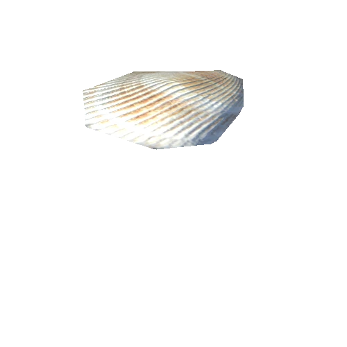 SeaShell-15_LOD2_FattooCreater