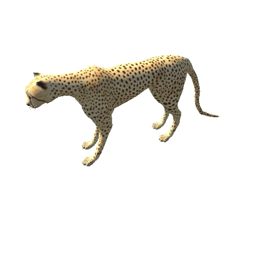 Cheetah_LOD0