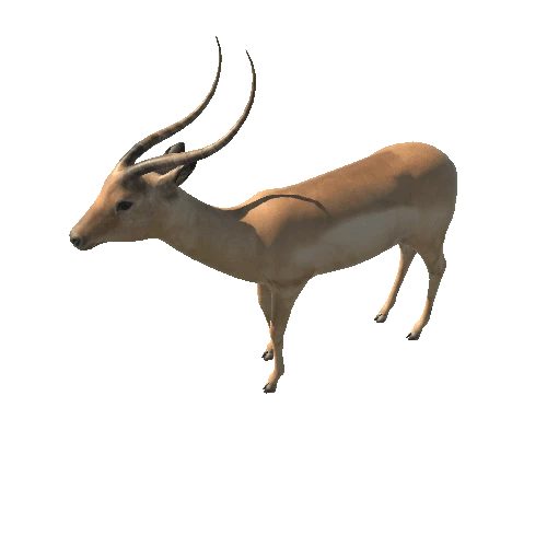 antelope_V2_LOD's