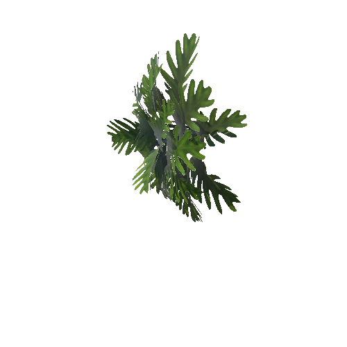 Philodendron_xanadu