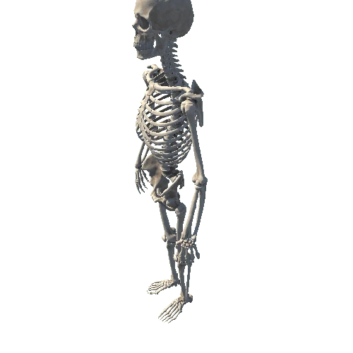 uploads_files_2115778_Skeleton