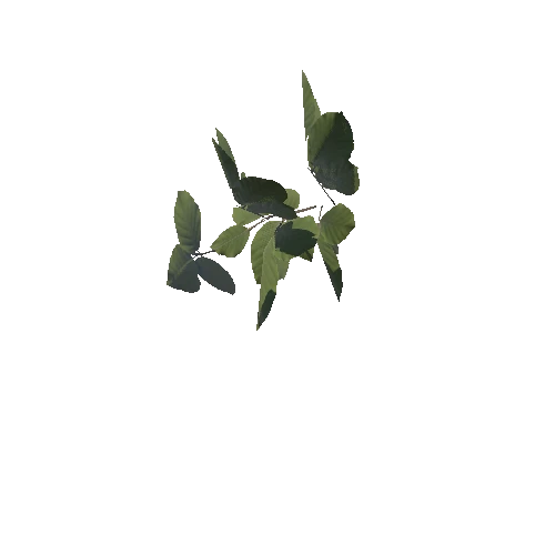 Foliage_Weeds021