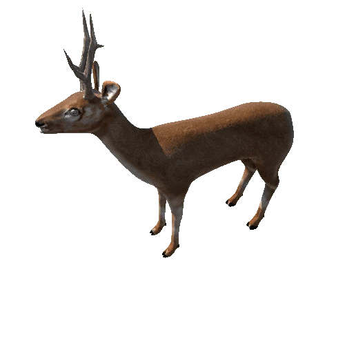 roe_deer_LOD