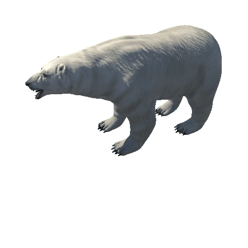 FINAL_polar_bear2