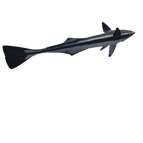 uploads_files_2273158_Remora