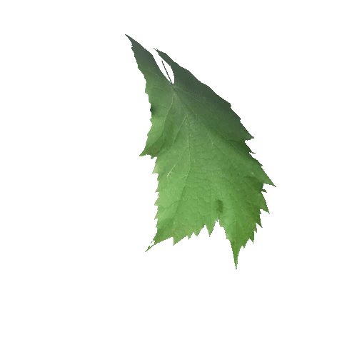 Ivy_leaf_2
