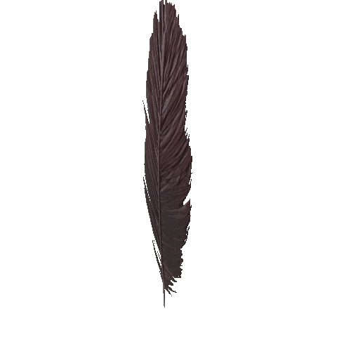 Feather_1