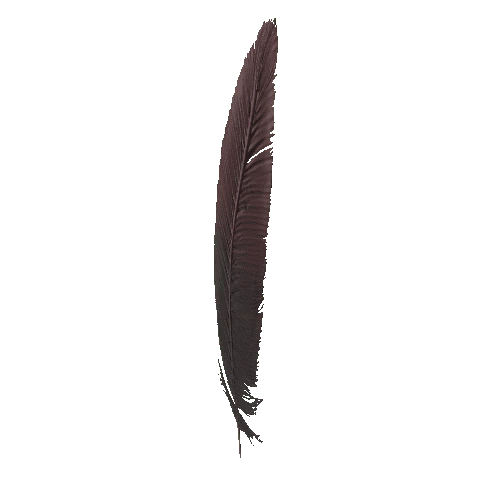 Feather_3