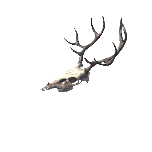 Skull_Deer003