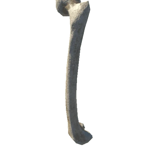 bone_1