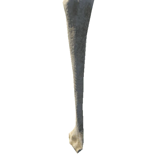 bone_2