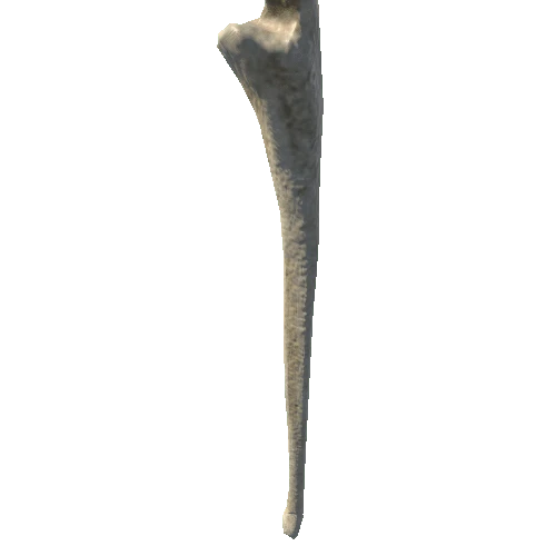 bone_4