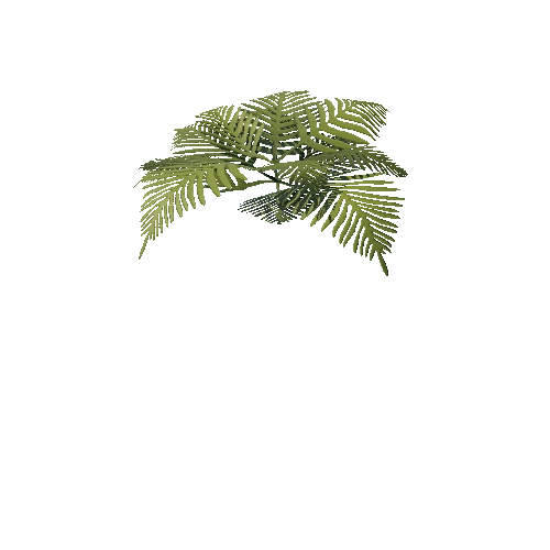 Fern_ver_1