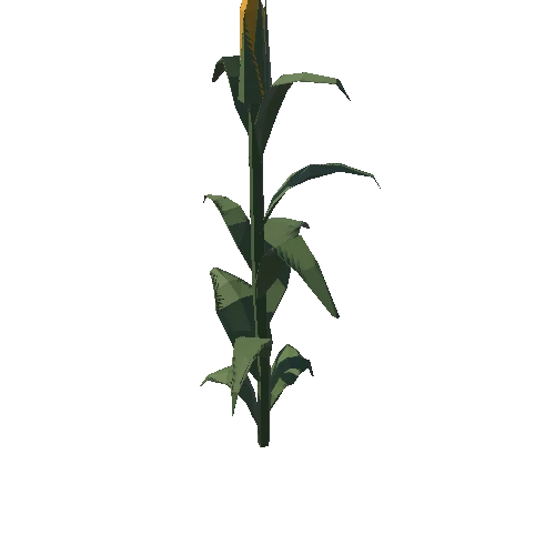 CornPlant_01