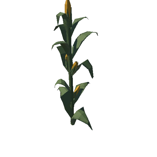 CornPlant_04