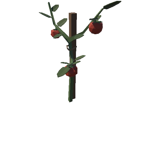 TomatoPlant_01