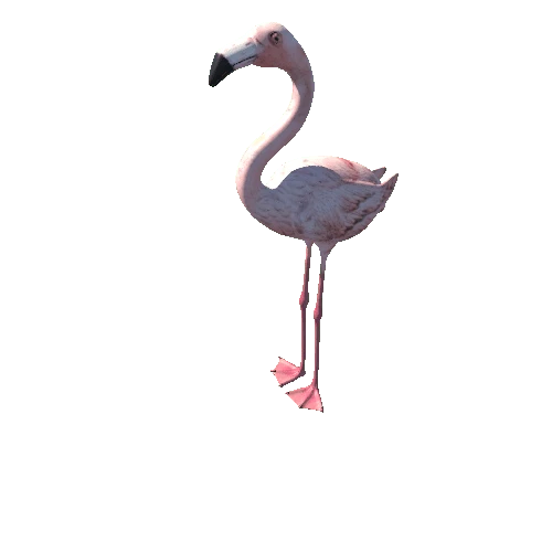 uploads_files_2721788_flamingo