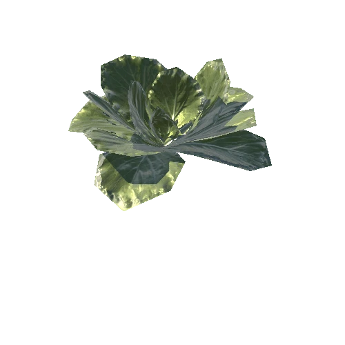 Spinach_Plant