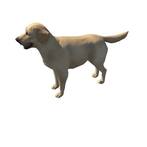 Labrador