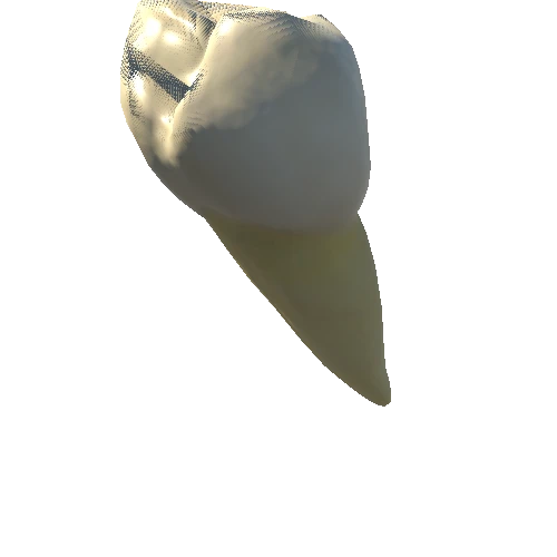 Mandibular-SecondPremolar-R1